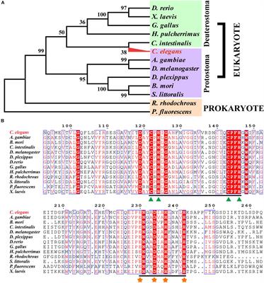 Expression, Purification, Refolding, and Characterization of a Neverland Protein From Caenorhabditis elegans